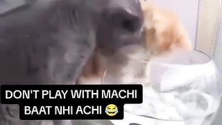 Funny Cat Viral Video 3