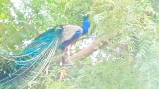 Beautiful Peacock Video | Nature Beauty | peaceful video | #nature #beauty #febspot #peacock
