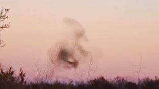 Amazing View of Starlings | natural beauty | Amazing Nature | #nature #febspotviral