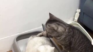 Funny | Furry Friend Chronicles: The Emotional Support Pooper | FunFM
