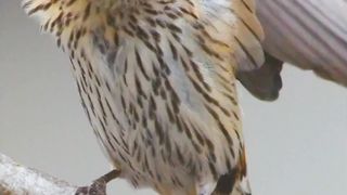 Most Beautiful Birds 50 | Paradise | Nature 4k | Our Planet | Relaxation | #naturevideo #febspot