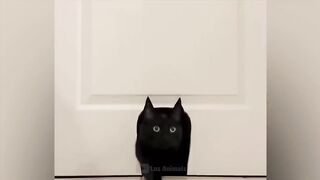 The funniest animals Jokes with cats