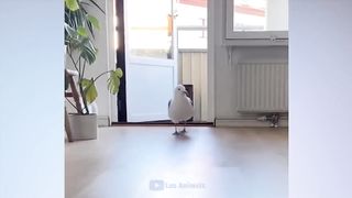 The funniest animals Jokes with cats 2