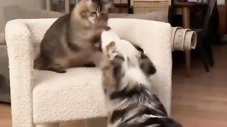 The funniest animals Jokes with cats 3