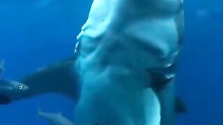 Precious gift of nature from Allah Taala