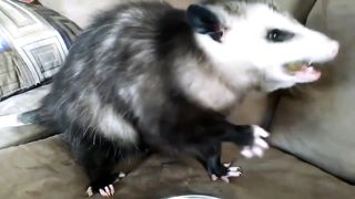 The funniest animals 2023 - Fun with cats