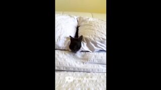 I LAUGHED TO TEARS / FUN WITH ANIMALS