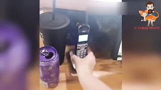 I LAUGHED TO TEARS ???? FUNNY CATS AND DOGS