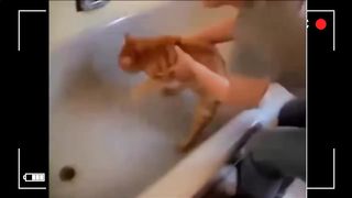 TALKING CATS - 10 minutes of laughter