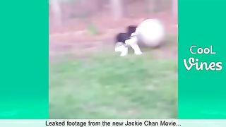 Try Not To Laugh Challenge - Funny Cat & Dog Vines compilation 2017 24