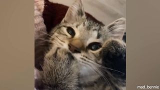 Funny cats and dogs videos ????
