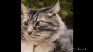 Super cat/Funny video about cats