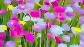 Цветочная поляна☘️