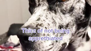Funny pets compilation video!