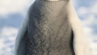 Cute animals