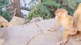Monkey