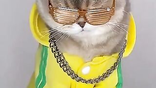 CrazyCat