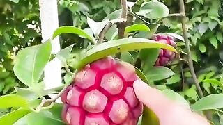 Fruit top