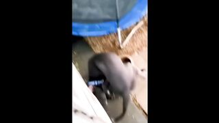 Compilation Funny Animal Videos 2022