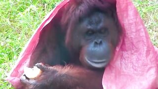 Orangutan Eats Apple In Rain..