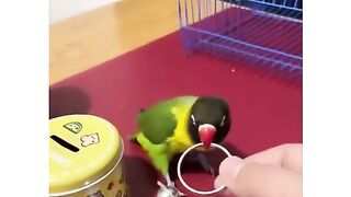 Funny Smart Bird
