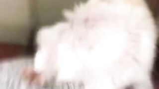 5 minutes of TikTok hamster videos????????