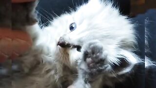 Baby cats-Cut and funny cats video #1 amazing shorts