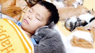 Lots of cute cats