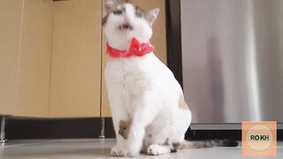 Best Funny Cats Video 2022 Cute Animals Of World
