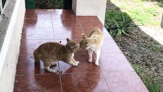 Cat fight
