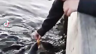 My son gets bitten by a fish