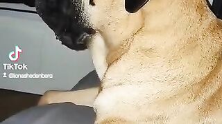 My dog does not like bad sparkplugs
