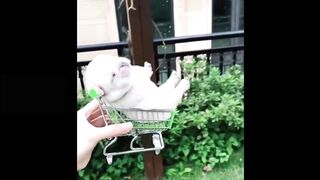 Best funny,cute,very beutiful animal videos