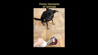 best funny , cute , very beautiful animal videos