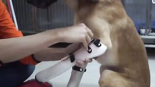 A alegria do cachorro depois de colocar as próteses