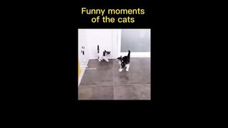 Best funny,cute,very beautiful animal videos