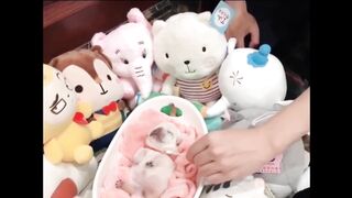 Best funny,cute,very beautiful animal videos