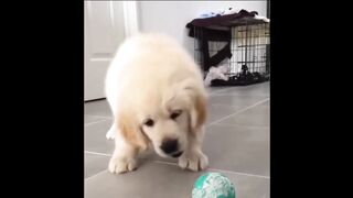 Best funny,cute,very beautiful animal videos