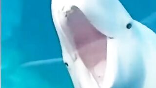 funny animal