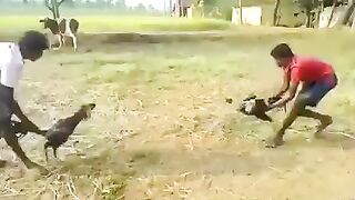 Funny chicken