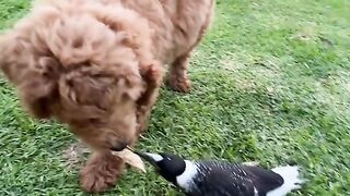 funny animal
