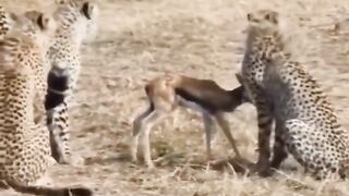 animal lover