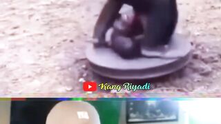video Lucu
