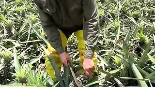 Harvesting pineapple