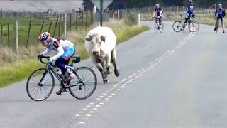 Try not to laugh |Best funny moment Moments