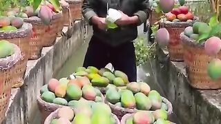 Mango Harvesting