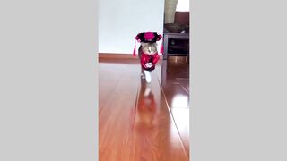 funny animals dancing