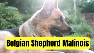 the best guard dog in the world  ,the malinois