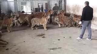 Feeding a group of tigers.mp4