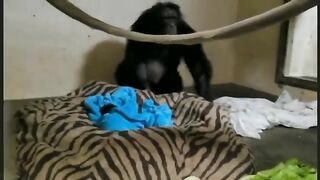 Mother Chimp meets baby